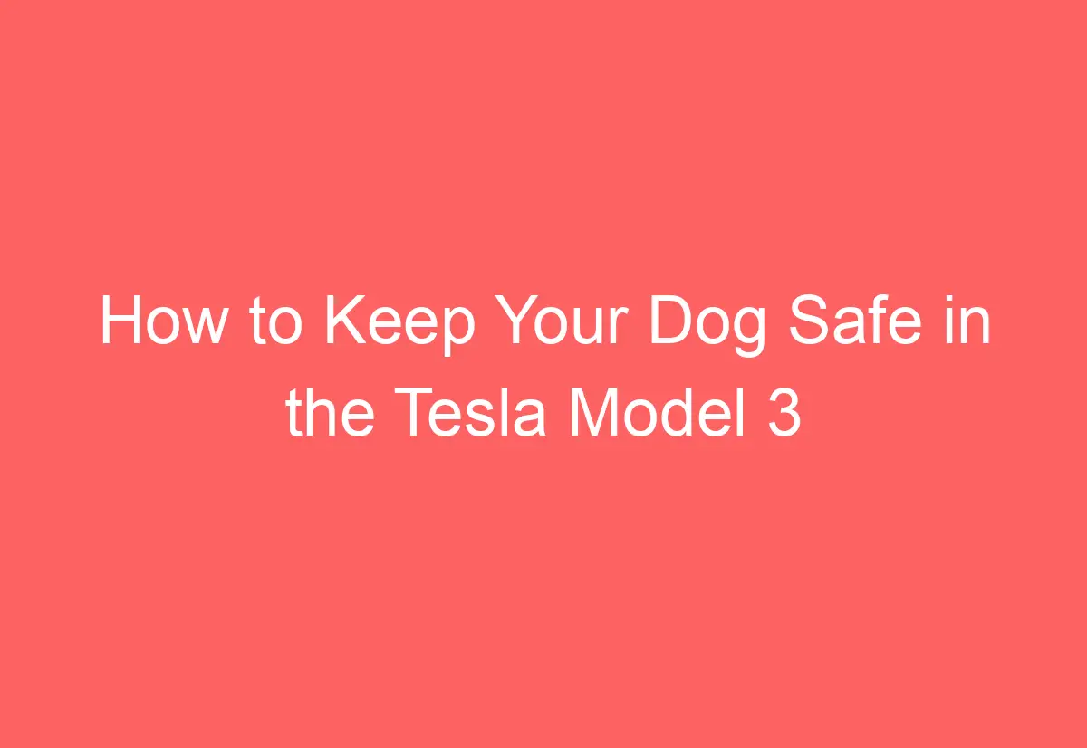 How to Keep Your Dog Safe in the Tesla Model 3 AutomotiveGlory